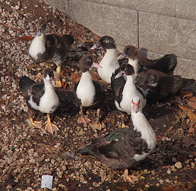 [Six young ducks stand behind their mother on a hillside with a block wall in the background. The ducklings are shades of brown and white except for their pink-orange feet. Mom has some teal colored feathers on her back along with the dark brown-black ones.]